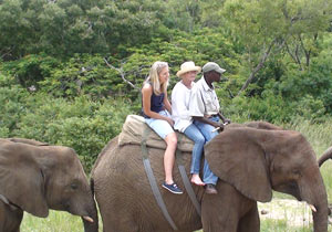 Elephant Rides