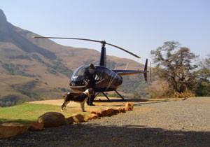 Arrive in style