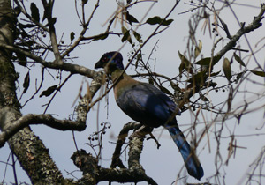 Loerie