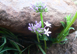Flower under a rock